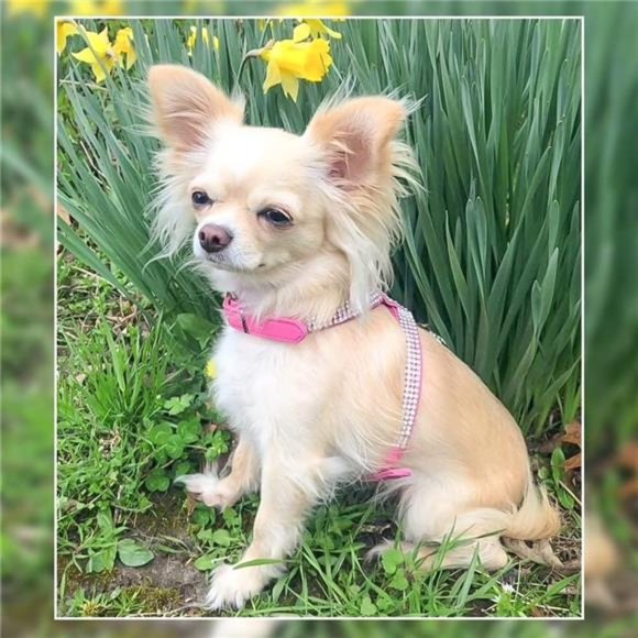 Dog Harness Genuine Leather Soft Padded Pet Sparkly Rhinestone Vest with Heart - Picture 5 of 6